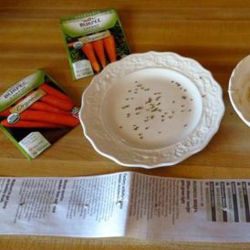 Carrot Planting Minus the Backache Image